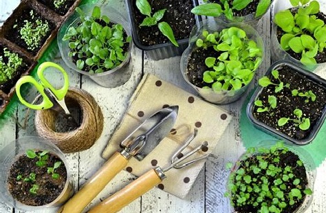 imagen de huerta de interior