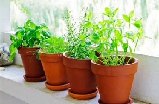 imagen de huerta de interior