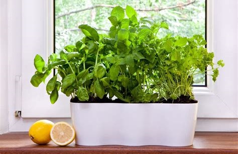 imagen de huerta de interior