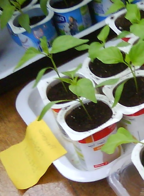 imagen de huerta en casa