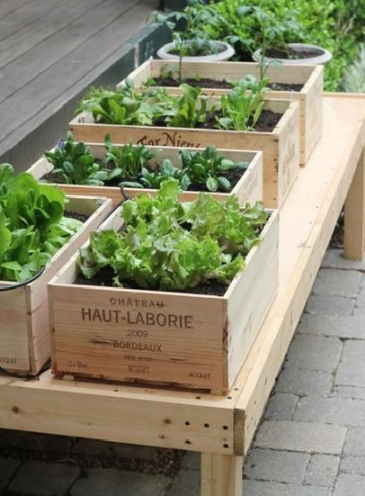 imagen de huerta en casa