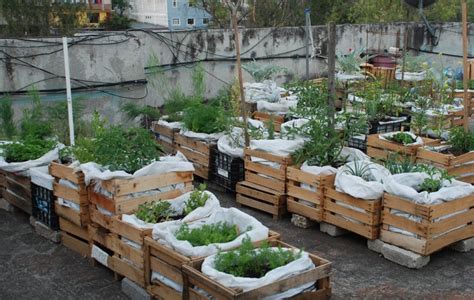 imagen de huerta en casa