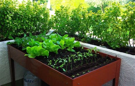 imagen de huerta en casa